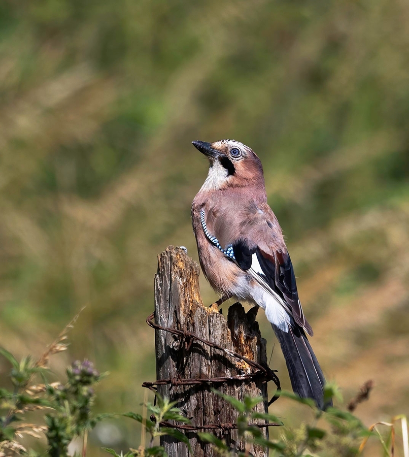 Proud Jay - Janet Taylor - Third Place